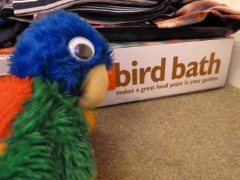 Blue Parrot and bird bath