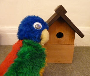 Blue Parrot and nest box