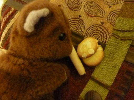 Brown Teddy with the last of the Belgian biscuits