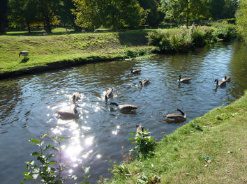 Hall Place Bexleyheath - Geese on river