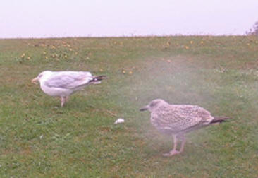 Hastings - Seagulls facing into the strong wind