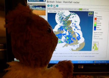 Yellow Teddy checking weather forecast