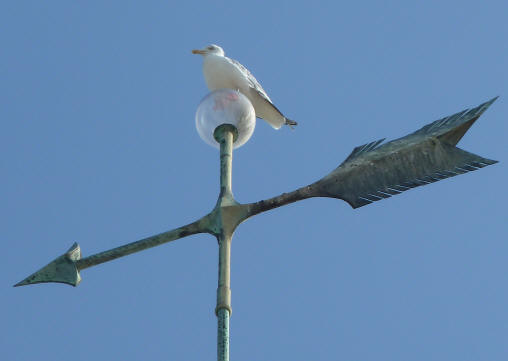Herne Bay - Seagull on lamppost