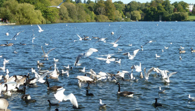Mote Park Maidstone - Crowd of birds on lake