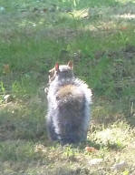 Mote Park Maidstone - Squirrel 2
