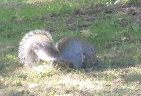 Mote Park Maidstone - Squirrel 1