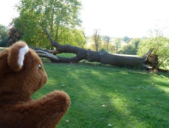 Mote Park Maidstone - Fallen tree
