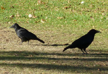 Mote Park Maidstone - Crows