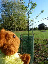 Mote Park Maidstone - Newly-planted tree