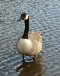 Priory goose in shallow water