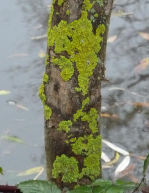Priory Park - Lichen on tree trunk 1