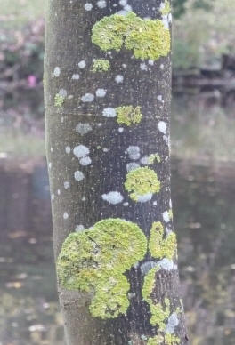 Priory Park - Lichen on tree trunk 2