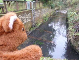 Brown Teddy checking the River Cray water flow