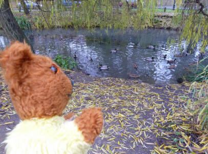 Yellow Teddy visiting ducks on River Cray