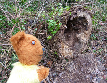 Yellow Teddy with felled tree trunk