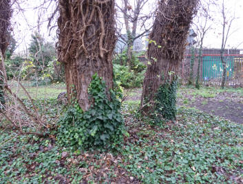 Ivy regrowing up trees