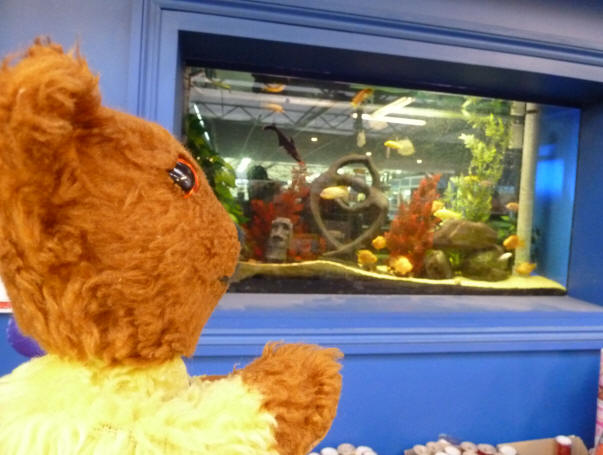 Ruxley Manor Garden Centre - Yellow Teddy with aquarium fish
