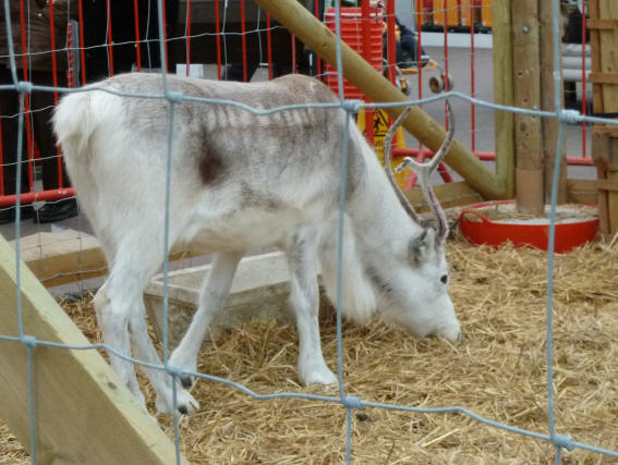 Ruxley Manor Garden Centre - reindeer