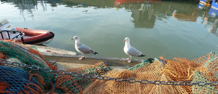 Whitstable - Seagulls and nets