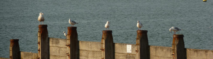 Whitstable - Seagulls on posts