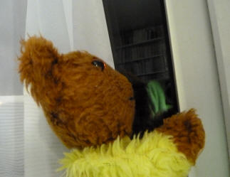 Yellow Teddy looking for fireworks out of the window