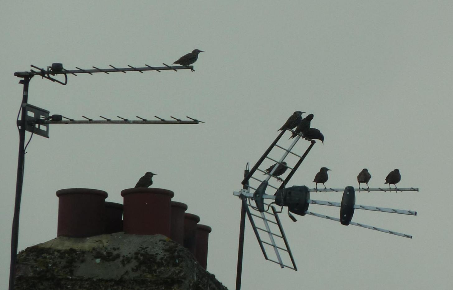 Starlings on aerial