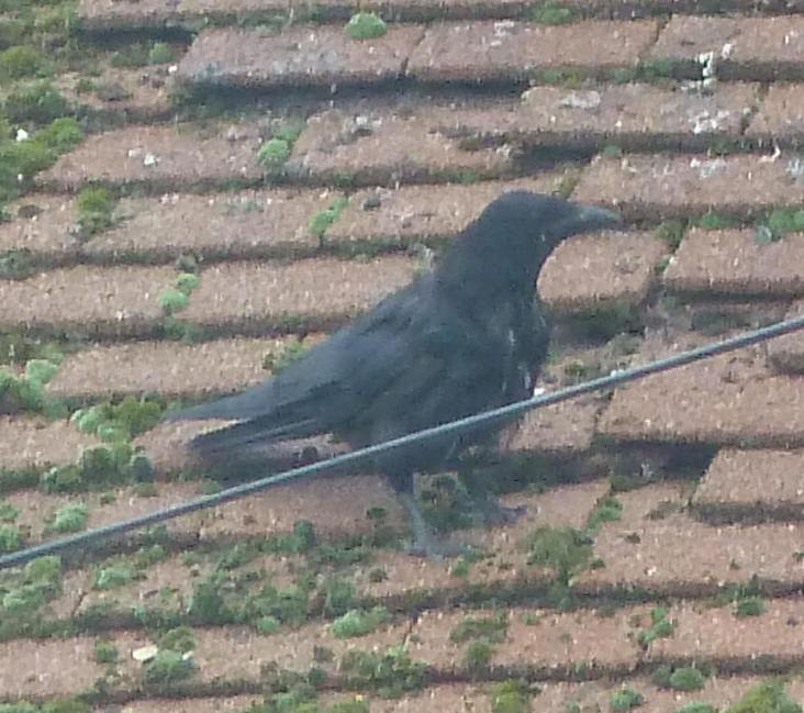 Crow on roof