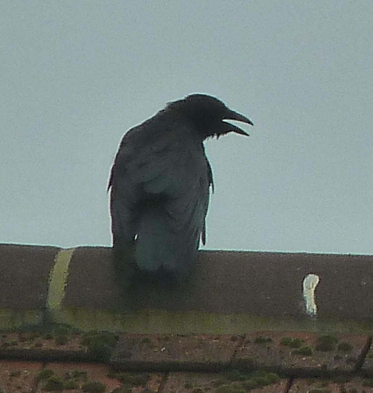 Crow on roof cawing