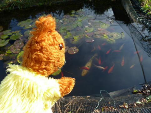 Yellow Teddy inspecting fish pond