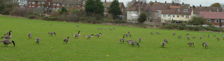 Geese on school playing field