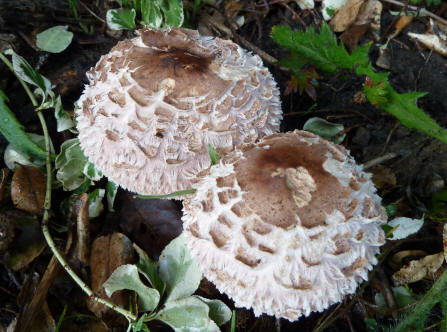 Fluffy mushrooms