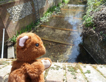 Brown Teddy at River Cray weir
