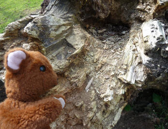 Brown Teddy with decaying log