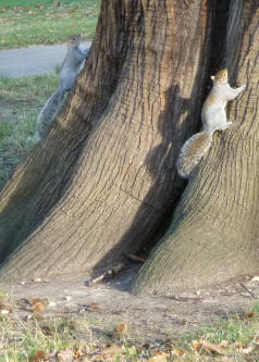 Greenwich Park squirrels