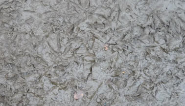 Priory Park - geese feet prints in mud