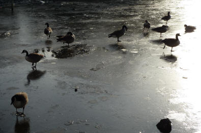 Priory Park geese on frozen pond