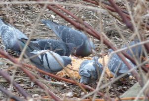 Priory Park - pigeons eating pizza