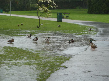 Priory ducks enjoying the puddles