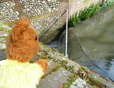 Yellow Teddy at River Cray weir