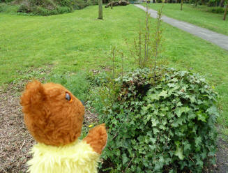Yellow Teddy with hawthorn stump regrowing