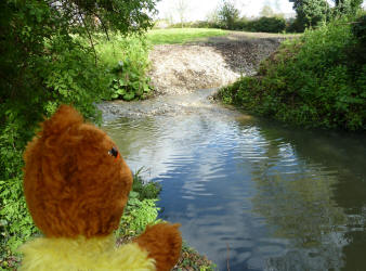 Yellow Teddy at River Cray new watercourse
