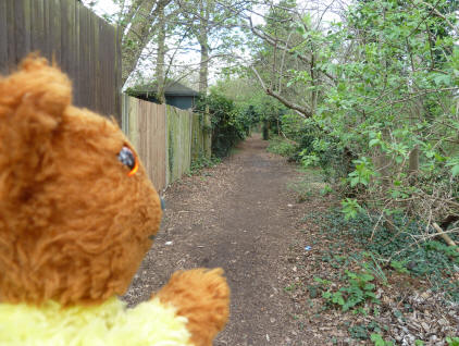 Yellow Teddy on walk through Covet Wood