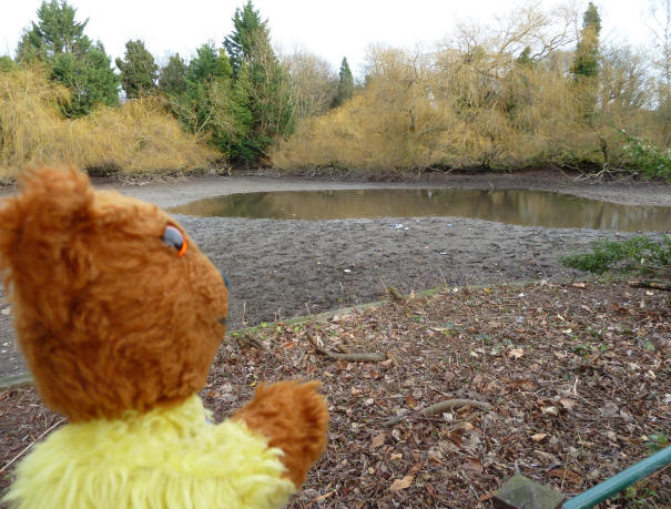 Yellow Teddy Priory pond