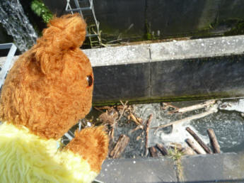 Yellow Teddy at River Cray outfall