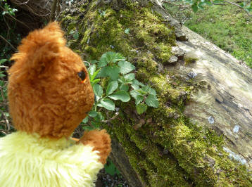 Yellow Teddy with mossy log