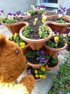 Yellow Teddy inspecting pot tower