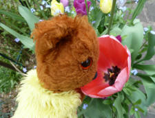 Yellow Teddy with red tulip