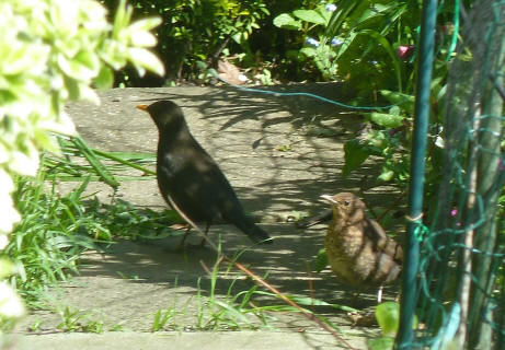 Daddy blackbird with youngster