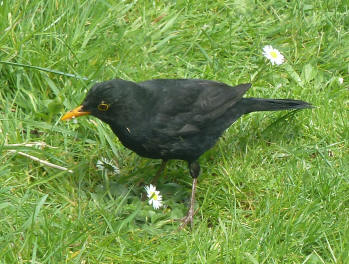 Blackbird on lawn