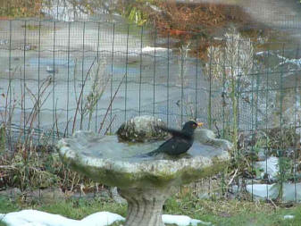 Blackbird having an icy bath